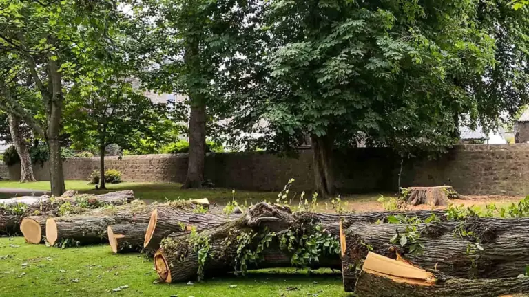 Laucesas pamatskolas teritorijā plāno cirst kokus: kā izteikt viedokli