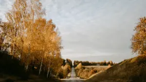 Tukšs ceļš starp zeltainiem rudens kokiem Latvijas laukos mierīgā un saulainā dienā.