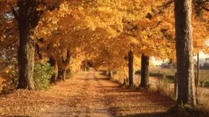 Rudens lapām klāts lauku ceļš koku ieskautā alejā saulainā rudens dienā.